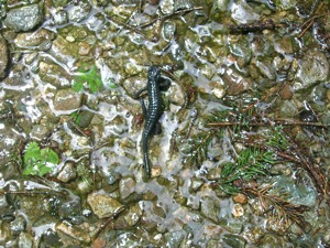 Alpensalamander.jpg