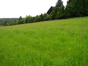 Taubenbruennlj-Weg.jpg