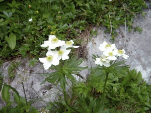 Narzissenbluetige Anemone.jpg