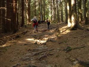 Waldweg zur Speckbacherhuette.jpg