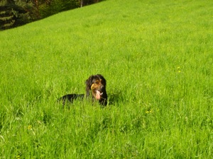 Wiese zur Speckbacherhuette, Spike.jpg